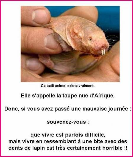 Pauv' b�te !!!