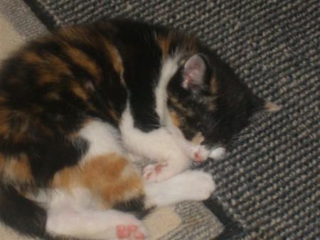 Arriv�e d'un ptit nouveau ...