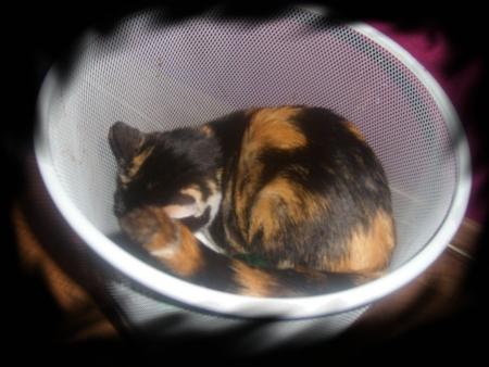 Dans la s�rie mon Chat est un con ...